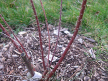 Tamarix ramosissima Pink Cascade