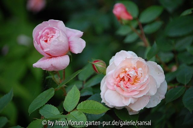 Colette Hitze