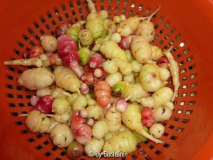 Oca