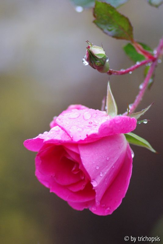 Morning Jewel