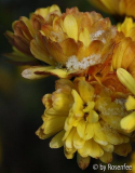 Chrysantheme Bienchen gezuckert