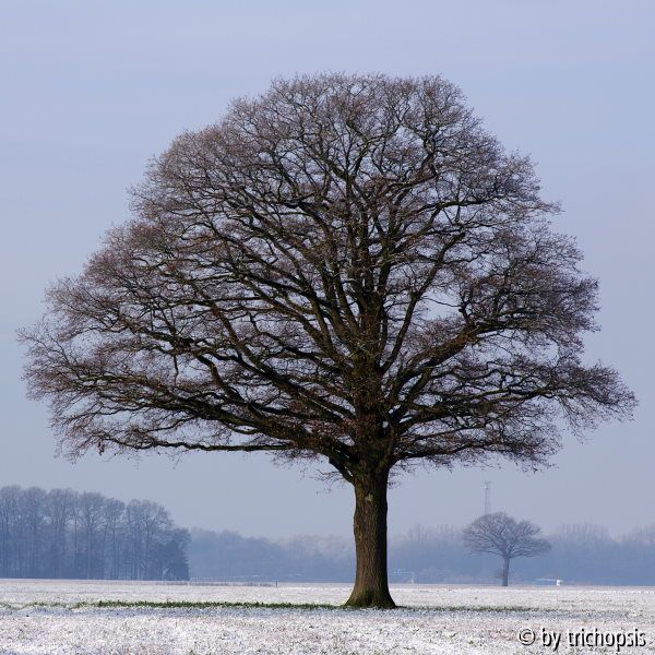 Baum