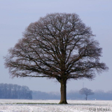 Baum