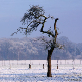 Baum