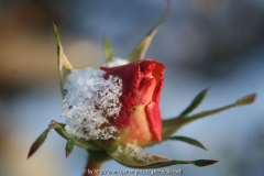 eine letzte Rosenknospe