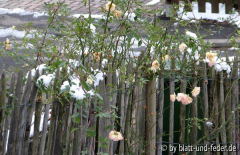 Phyllis Bide