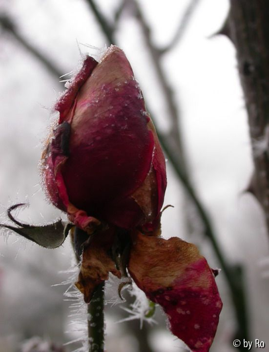 Dornenfrost