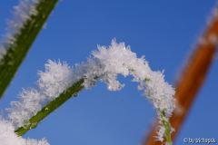 Miscanthus