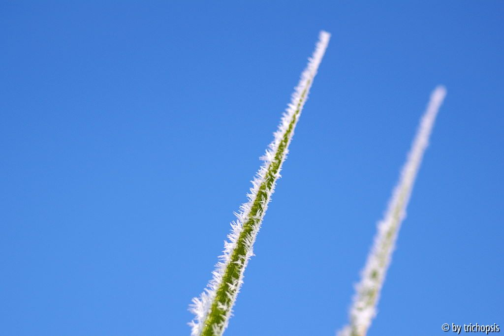 Miscanthus II