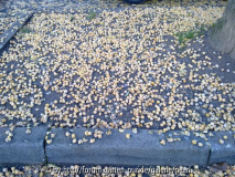Ginkgo Obst