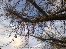 Ginkgo im November