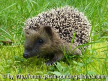 Kleiner Igel