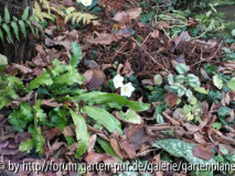 65 Christrosen-Nov-2.jpg