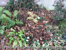 64 Christrosen-Nov.jpg