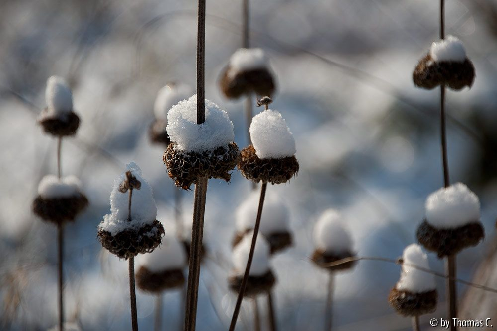 Schneehäubchen 1
