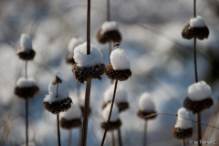 Schneehäubchen 1