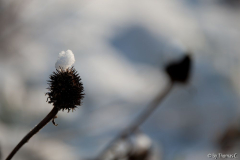 Schneehäubchen 2