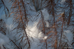 Schneehäubchen 3