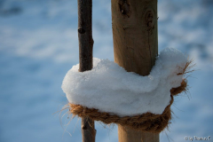 Schneehäubchen 4