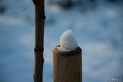 Schneehäubchen 5