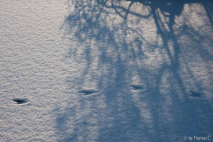 Schneespuren
