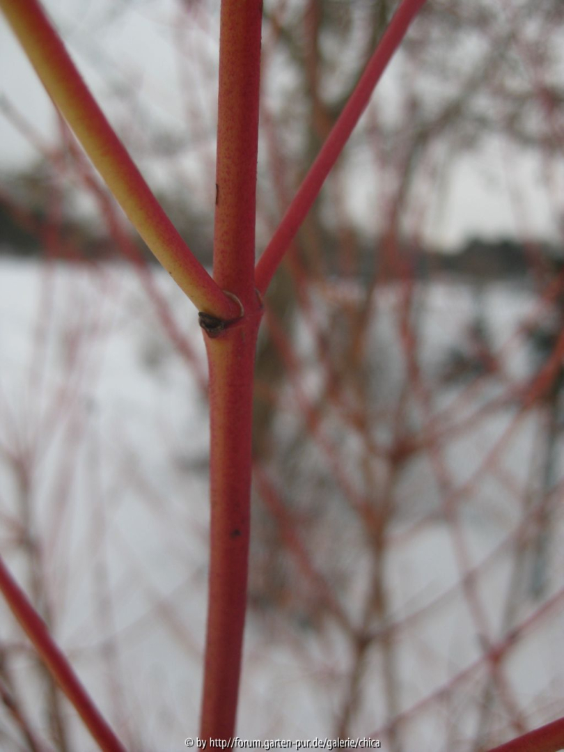 Cornus sanguineum 