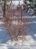 Cornus sanguineum  