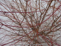 C. sanguineum Midwinter Fire