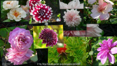 2009-08-01 13h12m01s collagek.jpg