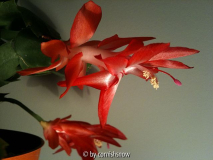 Schlumbergera rot-orange