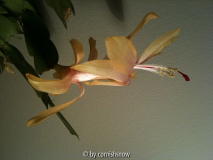 Schlumbergera gelb