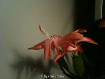 Schlumbergera apricot