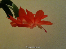 Schlumbergera orange