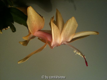 Schlumbergera gelb II