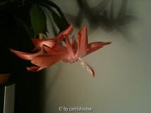 Schlumbergera truncata - apricot 