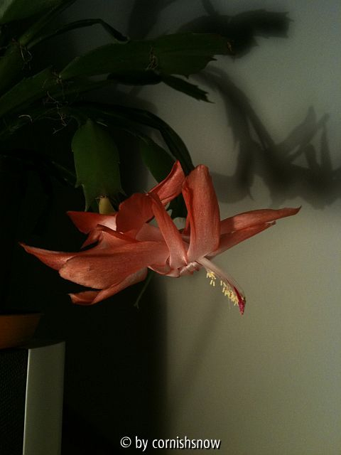 Schlumbergera apricot II