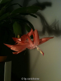 Schlumbergera apricot II