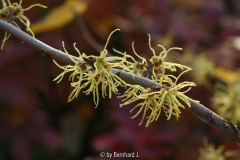 Hamamelis virginiana - herbstblühende Za