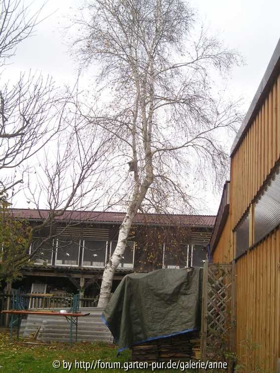 Betula