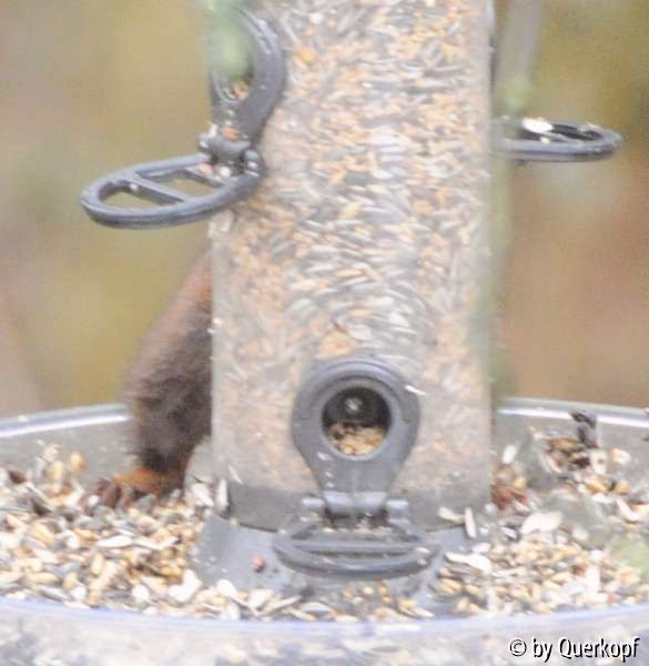 Eichhörnchen an Futtersäule1