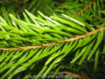 Weihnachtsbaum