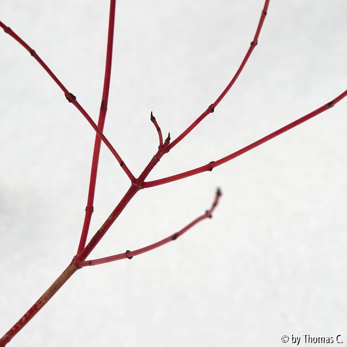 Abstraktion mit Schnee 3