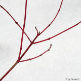 Abstraktion mit Schnee 3