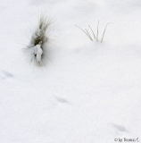 Abstraktion mit Schnee 4