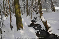 Bachlauf 1