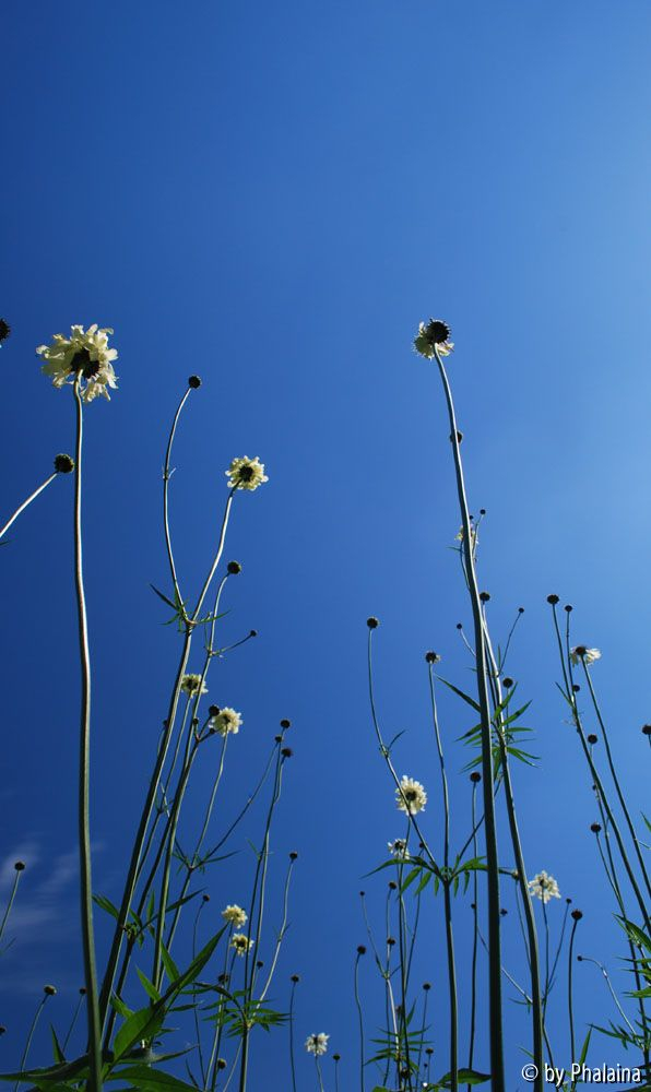 Cephalaria gigantea