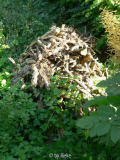 Holzhaufen
