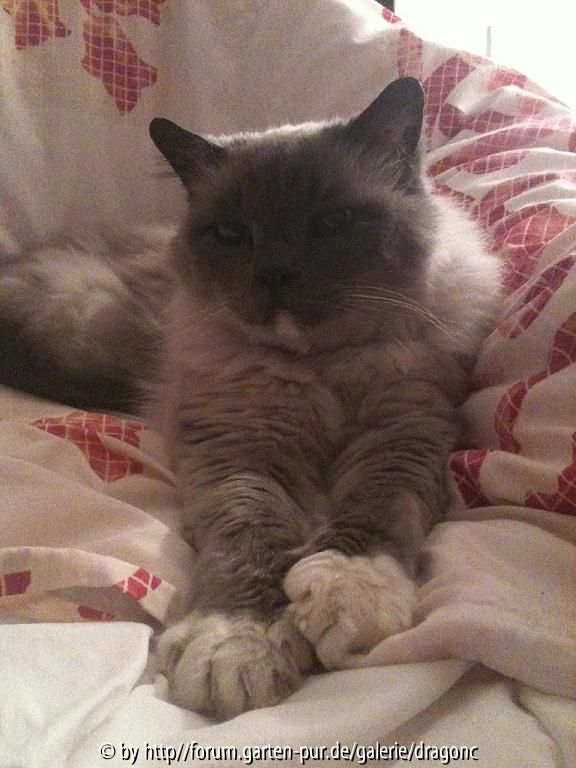 Cedric 13-12-2010