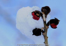 Blüte 2010-12-18