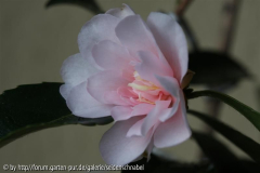 Winter_s Rose 18_12_2010 1